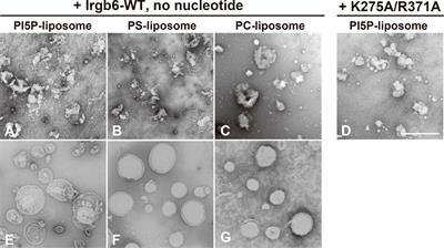 Recruitment of Irgb6 to the membrane is a direct trigger for membrane deformation